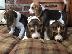 PoulaTo: Πανέμορφα εγγεγραμμένα κουτάβια Beagle Kc